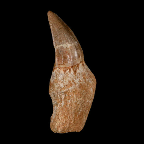 2.5" Mosasaur Eremiasaurus Fossil Tooth Rooted Cretaceous Dinosaur Era COA