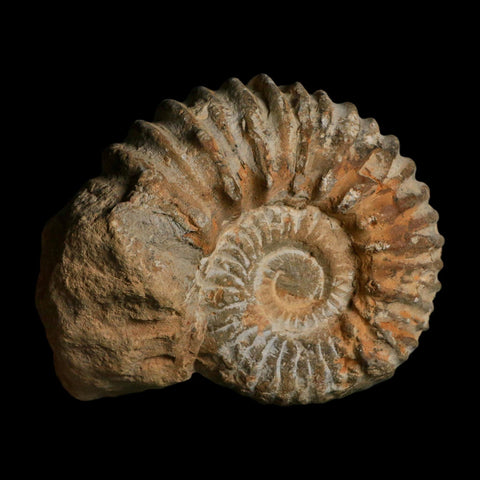 5.4" Acanthoceras Ammonite Fossil Agadir Morocco 360 Million Year Old COA - Fossil Age Minerals