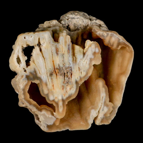 4.2" Agatized Coral Fossil Oligocene and Miocene Epochs Tampa Bay Florida - Fossil Age Minerals