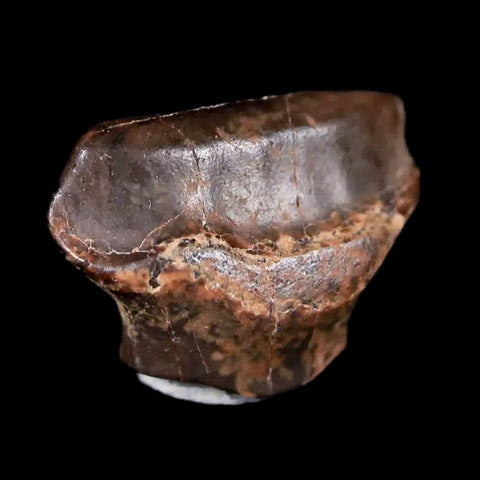 0.5" Ankylosaurus Fossil Tooth Judith River FM Cretaceous Dinosaur MT COA & Display - Fossil Age Minerals