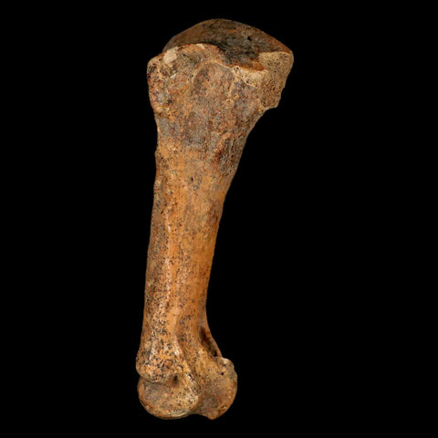 3.5" Extinct Cave Bear Ursus Spelaeus Hand Paw Bone Pleistocene Age Romania COA - Fossil Age Minerals