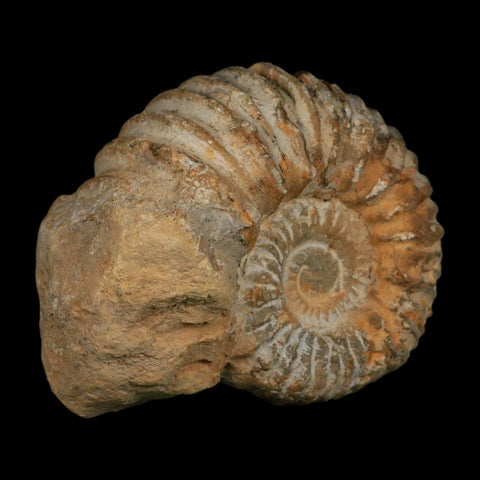 5.4" Acanthoceras Ammonite Fossil Agadir Morocco 360 Million Year Old COA - Fossil Age Minerals
