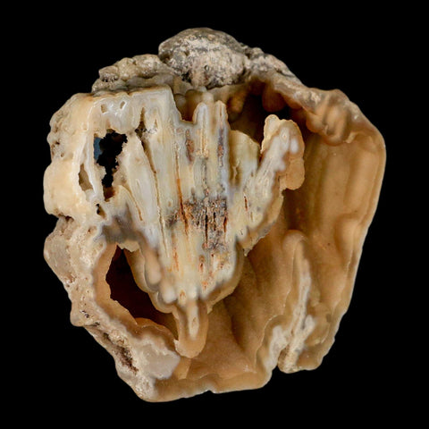 4.2" Agatized Coral Fossil Oligocene and Miocene Epochs Tampa Bay Florida - Fossil Age Minerals