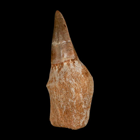 2.5" Mosasaur Eremiasaurus Fossil Tooth Rooted Cretaceous Dinosaur Era COA