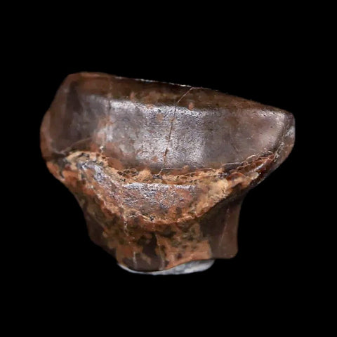 0.5" Ankylosaurus Fossil Tooth Judith River FM Cretaceous Dinosaur MT COA & Display - Fossil Age Minerals