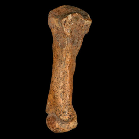 3.5" Extinct Cave Bear Ursus Spelaeus Hand Paw Bone Pleistocene Age Romania COA - Fossil Age Minerals