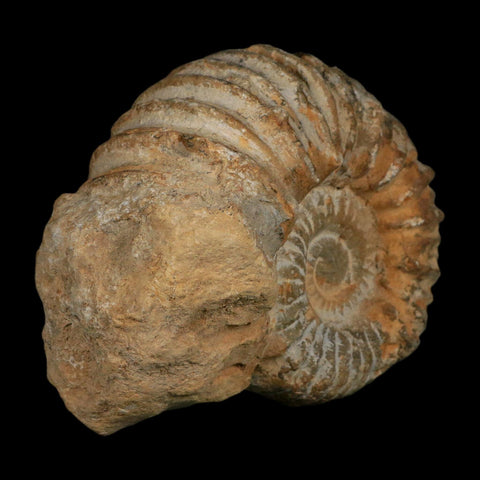 5.4" Acanthoceras Ammonite Fossil Agadir Morocco 360 Million Year Old COA - Fossil Age Minerals