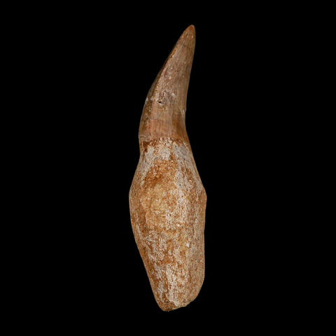 2.5" Mosasaur Eremiasaurus Fossil Tooth Rooted Cretaceous Dinosaur Era COA