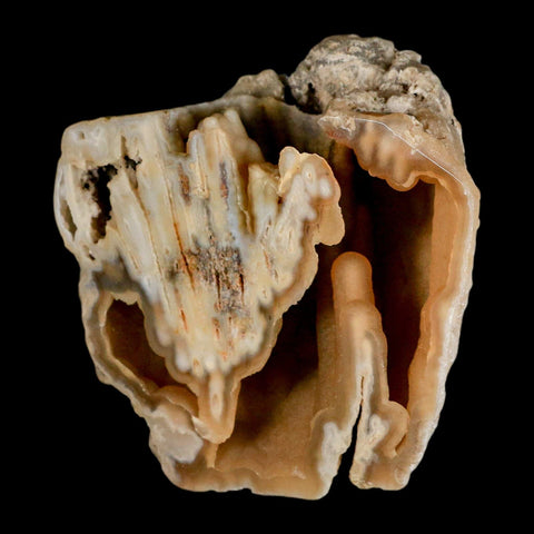 4.2" Agatized Coral Fossil Oligocene and Miocene Epochs Tampa Bay Florida - Fossil Age Minerals