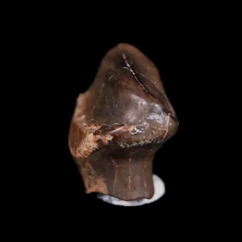0.5" Ankylosaurus Fossil Tooth Judith River FM Cretaceous Dinosaur MT COA & Display - Fossil Age Minerals