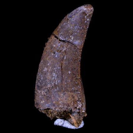 1.2" Nanotyrannus Tyrannosaurus Fossil Tooth Dinosaur Lance Creek FM WY COA