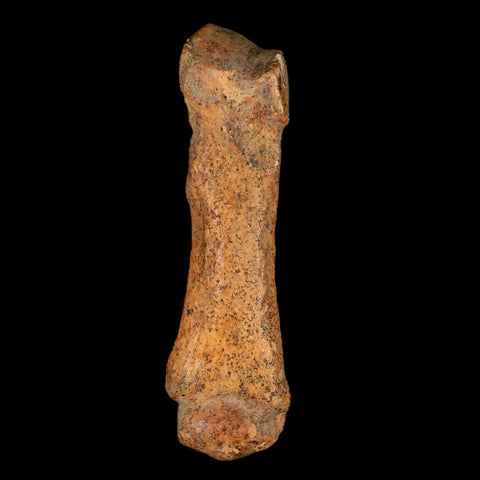 3.5" Extinct Cave Bear Ursus Spelaeus Hand Paw Bone Pleistocene Age Romania COA - Fossil Age Minerals