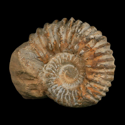 5.4" Acanthoceras Ammonite Fossil Agadir Morocco 360 Million Year Old COA - Fossil Age Minerals