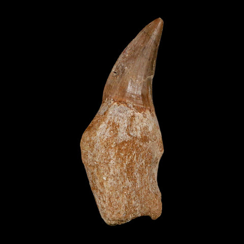 2.5" Mosasaur Eremiasaurus Fossil Tooth Rooted Cretaceous Dinosaur Era COA