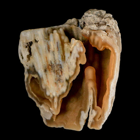 4.2" Agatized Coral Fossil Oligocene and Miocene Epochs Tampa Bay Florida - Fossil Age Minerals