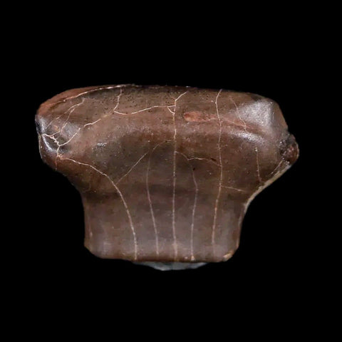 0.5" Ankylosaurus Fossil Tooth Judith River FM Cretaceous Dinosaur MT COA & Display - Fossil Age Minerals