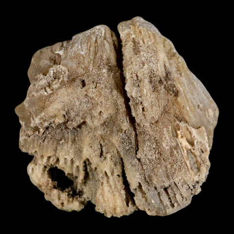 4.2" Agatized Coral Fossil Oligocene and Miocene Epochs Tampa Bay Florida - Fossil Age Minerals