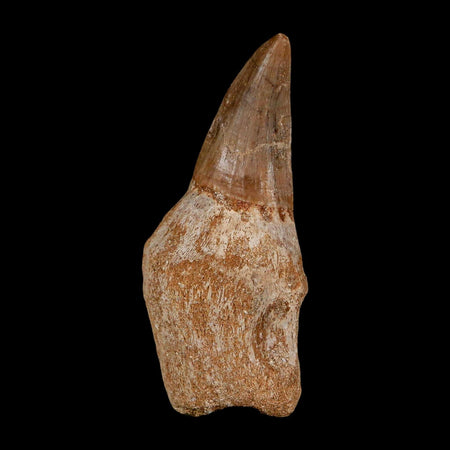 2.5" Mosasaur Eremiasaurus Fossil Tooth Rooted Cretaceous Dinosaur Era COA