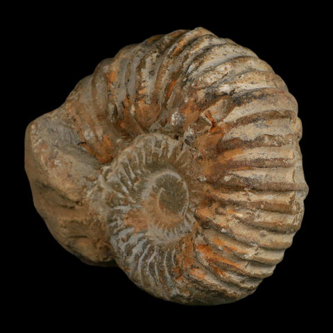 5.4" Acanthoceras Ammonite Fossil Agadir Morocco 360 Million Year Old COA - Fossil Age Minerals