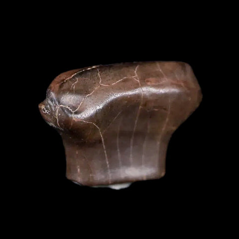 0.5" Ankylosaurus Fossil Tooth Judith River FM Cretaceous Dinosaur MT COA & Display - Fossil Age Minerals