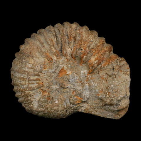 5.4" Acanthoceras Ammonite Fossil Agadir Morocco 360 Million Year Old COA - Fossil Age Minerals