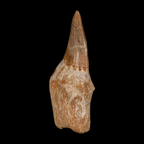 2.5" Mosasaur Eremiasaurus Fossil Tooth Rooted Cretaceous Dinosaur Era COA