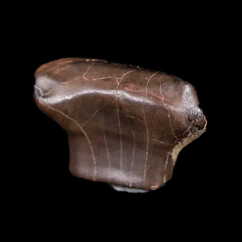 0.5" Ankylosaurus Fossil Tooth Judith River FM Cretaceous Dinosaur MT COA & Display - Fossil Age Minerals