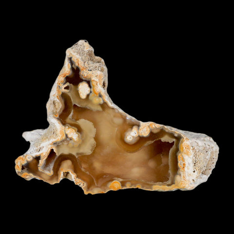 4.5" Agatized Coral Fossil Oligocene and Miocene Epochs Tampa Bay Florida - Fossil Age Minerals