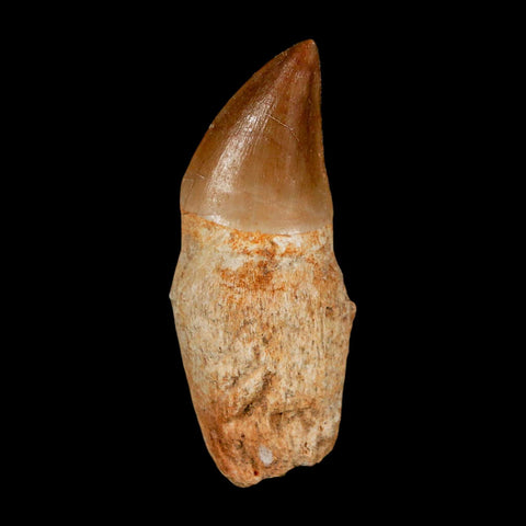 2.1" Mosasaur Prognathodon Anceps Fossil Tooth Rooted Cretaceous Dinosaur Era COA - Fossil Age Minerals