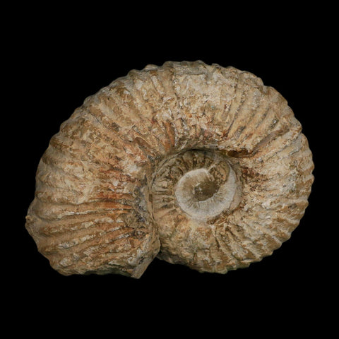 5.9" Acanthoceras Ammonite Fossil Agadir Morocco 360 Million Year Old COA - Fossil Age Minerals