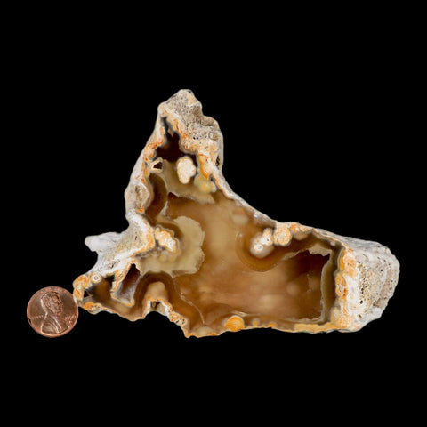 4.5" Agatized Coral Fossil Oligocene and Miocene Epochs Tampa Bay Florida - Fossil Age Minerals