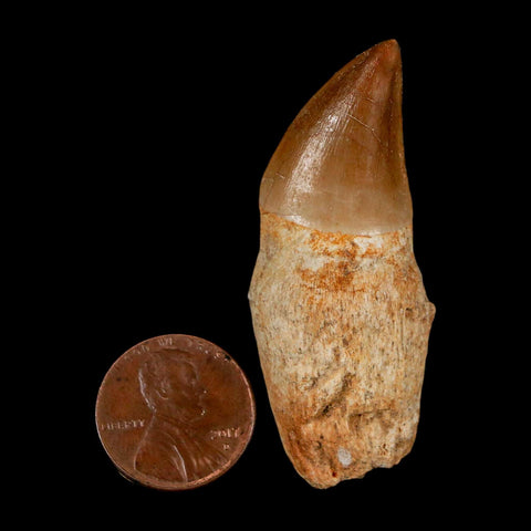2.1" Mosasaur Prognathodon Anceps Fossil Tooth Rooted Cretaceous Dinosaur Era COA - Fossil Age Minerals