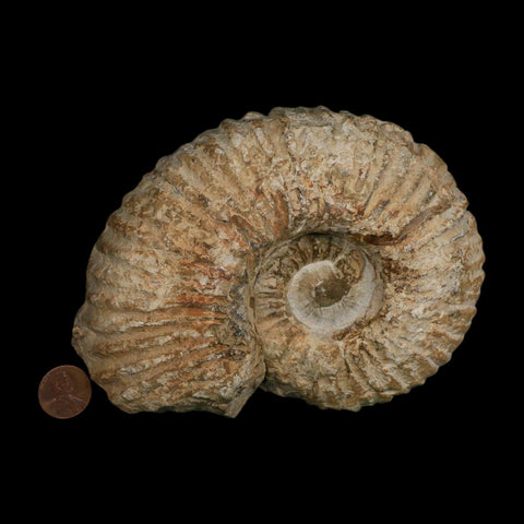 5.9" Acanthoceras Ammonite Fossil Agadir Morocco 360 Million Year Old COA - Fossil Age Minerals