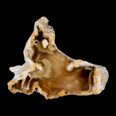 4.5" Agatized Coral Fossil Oligocene and Miocene Epochs Tampa Bay Florida - Fossil Age Minerals
