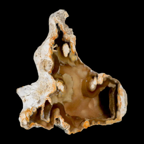 4.5" Agatized Coral Fossil Oligocene and Miocene Epochs Tampa Bay Florida - Fossil Age Minerals