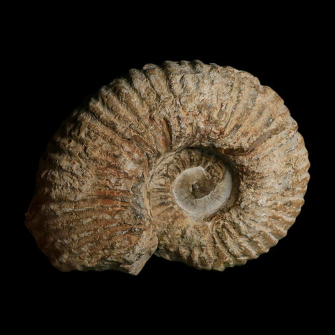5.9" Acanthoceras Ammonite Fossil Agadir Morocco 360 Million Year Old COA - Fossil Age Minerals