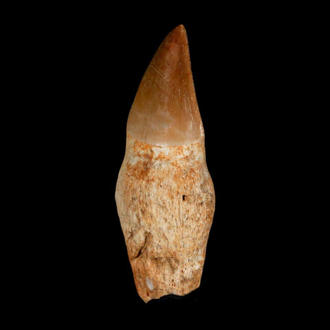 2.1" Mosasaur Prognathodon Anceps Fossil Tooth Rooted Cretaceous Dinosaur Era COA - Fossil Age Minerals