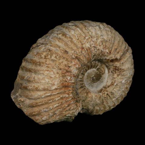 5.9" Acanthoceras Ammonite Fossil Agadir Morocco 360 Million Year Old COA - Fossil Age Minerals