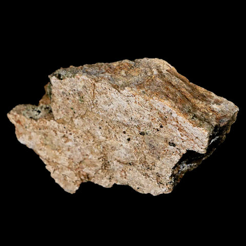 3.1" Triceratops Fossil Frill Bone Lance Creek FM Cretaceous Dinosaur WY COA - Fossil Age Minerals