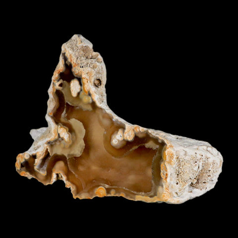 4.5" Agatized Coral Fossil Oligocene and Miocene Epochs Tampa Bay Florida - Fossil Age Minerals