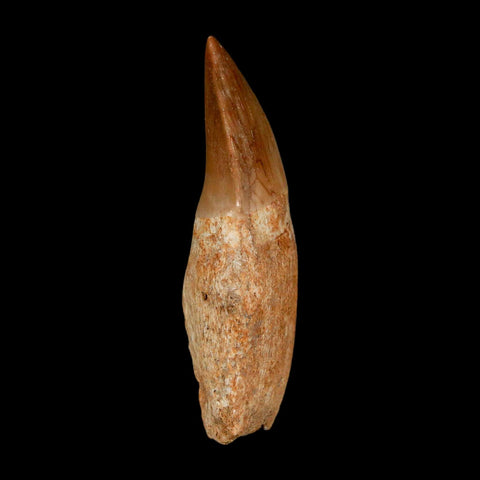 2.1" Mosasaur Prognathodon Anceps Fossil Tooth Rooted Cretaceous Dinosaur Era COA - Fossil Age Minerals