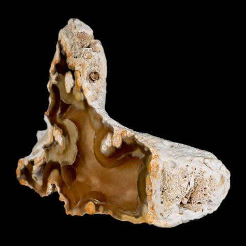 4.5" Agatized Coral Fossil Oligocene and Miocene Epochs Tampa Bay Florida - Fossil Age Minerals