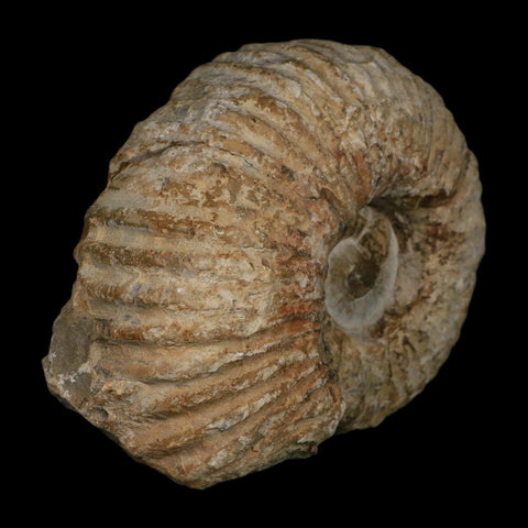 5.9" Acanthoceras Ammonite Fossil Agadir Morocco 360 Million Year Old COA - Fossil Age Minerals