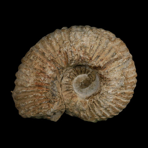 5.9" Acanthoceras Ammonite Fossil Agadir Morocco 360 Million Year Old COA - Fossil Age Minerals