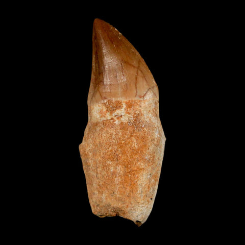 2.1" Mosasaur Prognathodon Anceps Fossil Tooth Rooted Cretaceous Dinosaur Era COA - Fossil Age Minerals