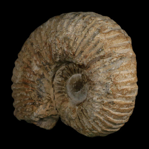 5.9" Acanthoceras Ammonite Fossil Agadir Morocco 360 Million Year Old COA - Fossil Age Minerals