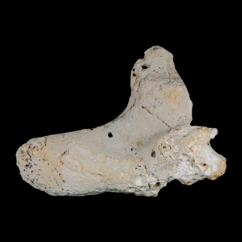 4.5" Agatized Coral Fossil Oligocene and Miocene Epochs Tampa Bay Florida - Fossil Age Minerals