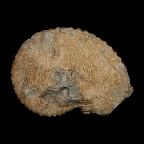 5.9" Acanthoceras Ammonite Fossil Agadir Morocco 360 Million Year Old COA - Fossil Age Minerals