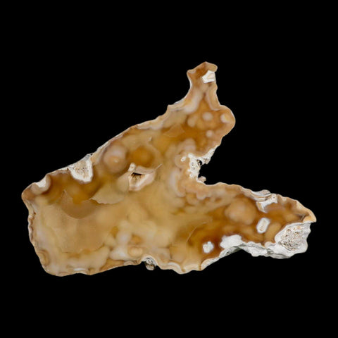 3.7" Agatized Coral Fossil Oligocene and Miocene Epochs Tampa Bay Florida - Fossil Age Minerals