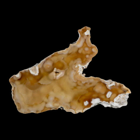 3.7" Agatized Coral Fossil Oligocene and Miocene Epochs Tampa Bay Florida - Fossil Age Minerals